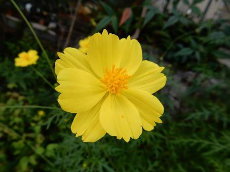 【花の写真】コスモス(秋桜) 【花の写真】コスモス(秋桜)の写真