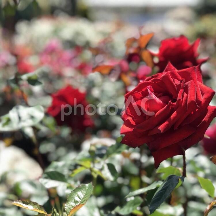 たくさんの赤いバラ バラ,花,植物の写真素材