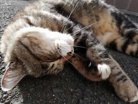 お昼寝中の猫 お昼寝中の猫 ねこ,寝る,寝転ぶの写真素材