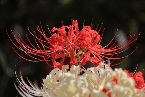 彼岸花02 彼岸花02の写真