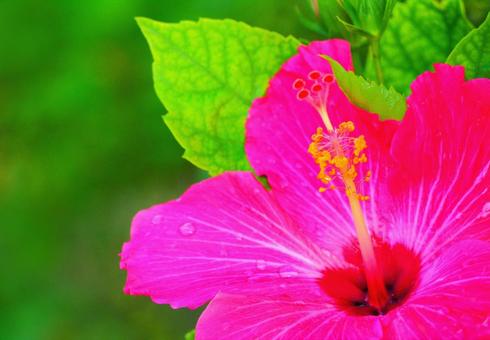 大きなピンク色のハイビスカスの花イメージ 大きなピンク色のハイビスカスの花イメージ ハイビスカス,赤のハイビスカス,南国の写真素材