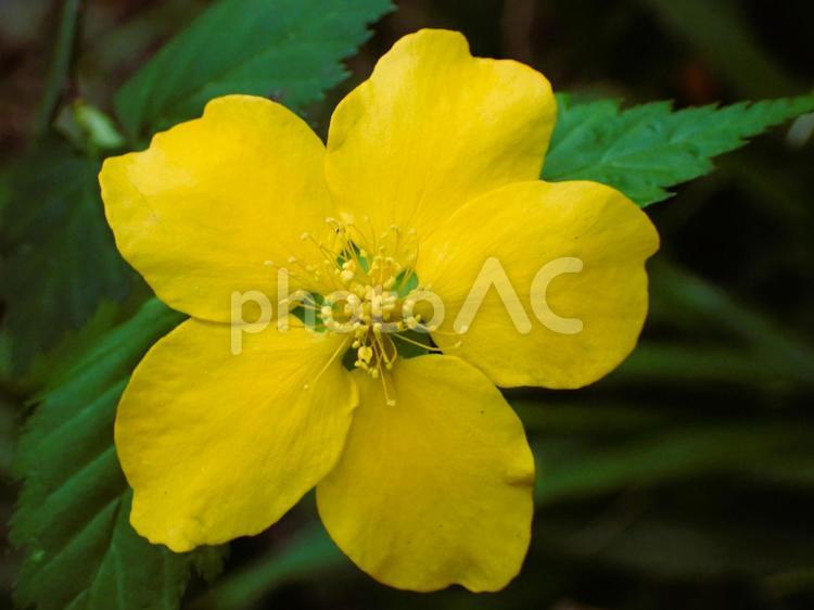 【ヤマブキの花】一輪のアップ ヤマブキ,黄色,アップの写真素材