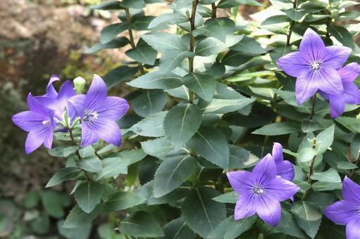 桔梗の花 植物,花,花びらの写真素材