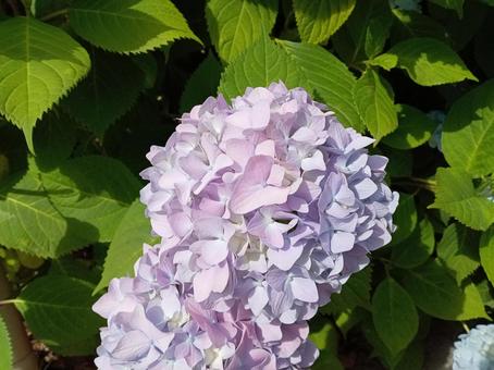 紫陽花 紫陽花の写真