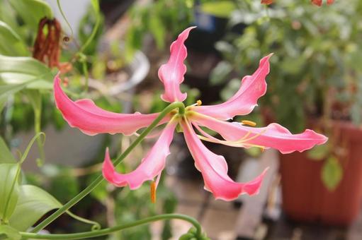 Gloriosa, JPG