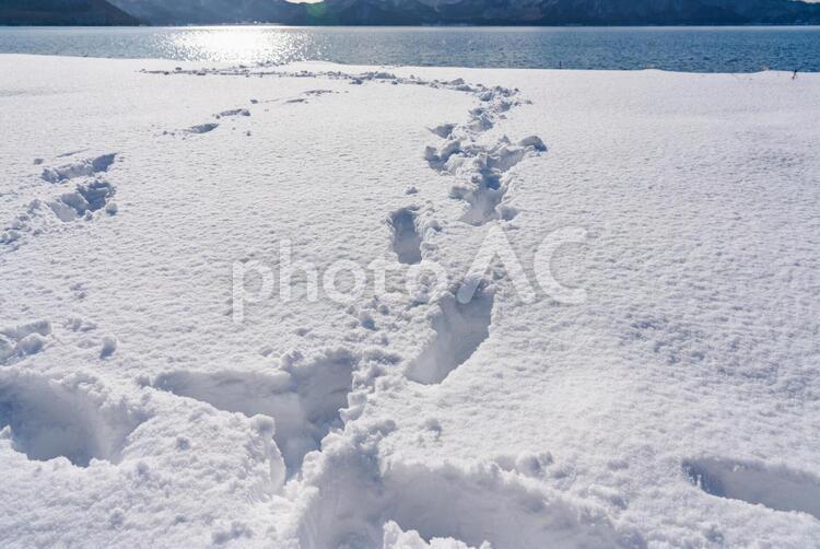 湖畔に積もった雪に付いていた足跡 冬,雪,白の写真素材