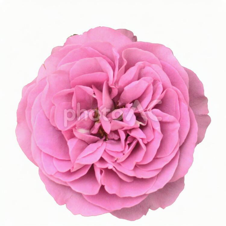 バラ　ピンク（切り抜きPSDあり） バラ,psd,背景透明の写真素材