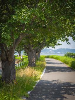 新緑の並木道、水辺の風景 新緑,並木道,緑の写真素材