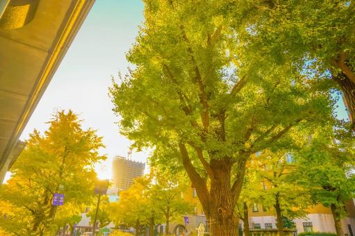 大きな木と日本大通り 大きな木と日本大通り イチョウ,大木,黄葉の写真素材