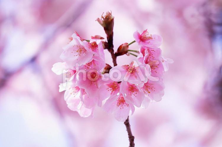 満開の桜の風景 花,桜,春の写真素材