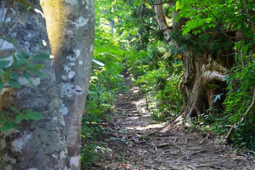 剱岳・早月尾根の樹林帯の登山道 剱岳・早月尾根の樹林帯の登山道 剱岳,登山道,トレイルの写真素材