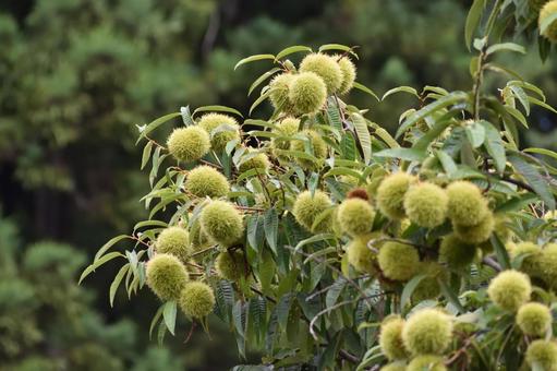 栗の木 栗の木 栗,栗の木,植物の写真素材