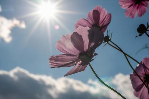 秋の草花　コスモスと青空 コスモス,青空,太陽の写真素材