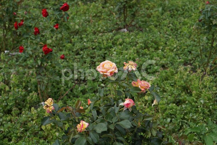 遠くに見るグラデーションが美しい淡いバラ 遠く,ルーズ,一輪の写真素材