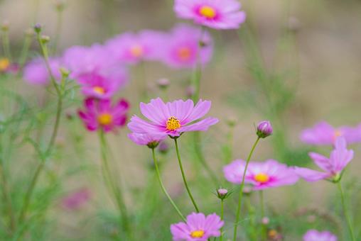 ピンク色の美しいコスモス コスモス,秋桜,草花の写真素材