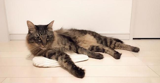 ねこ ねこ スリッパ,乗る,猫の写真素材