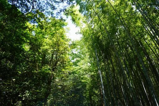 青々と伸びる竹林 竹林,竹,緑の写真素材