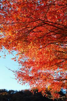 綺麗な紅葉の風景 綺麗な紅葉の風景の写真