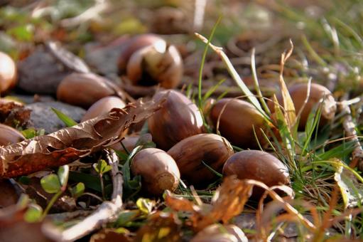 ドングリ どんぐり,秋のイメージ,アップの写真素材
