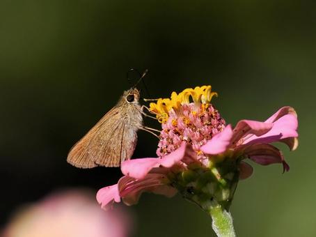 チャバネセセリ チャバネセセリ,セセリチョウ,蝶の写真素材