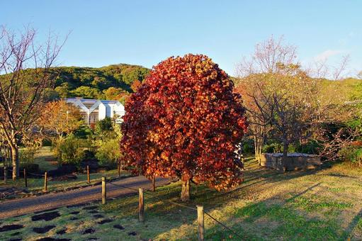 色づくハナミズキ 紅葉,色づく,ハナミズキの写真素材