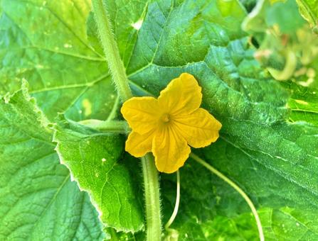 キュウリの花 キュウリの花 キュウリ,花,黄色の写真素材