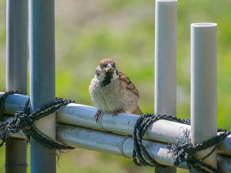 柵にとまるスズメ スズメ,雀,鳥の写真素材