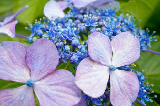 紫陽花 紫陽花の写真