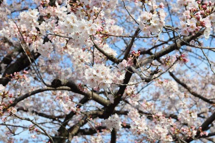 桜の花と蕾に青空 桜,さくら,川の写真素材