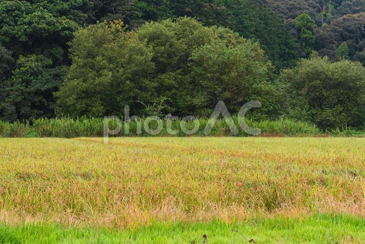 実りの秋を迎えた秋の田んぼ 田んぼ,稲穂,稲の写真素材
