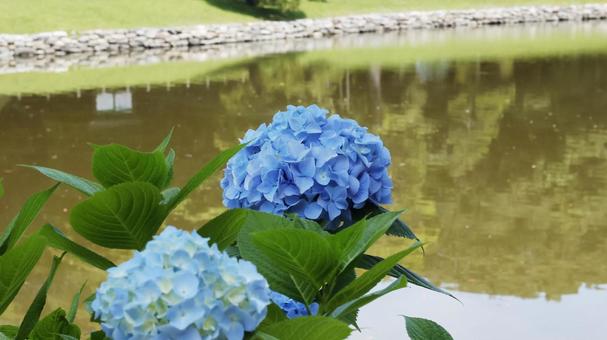 Hydrangea (Ajisai), JPG