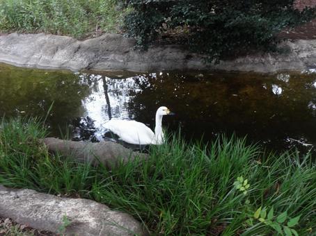 白鳥 白鳥の写真
