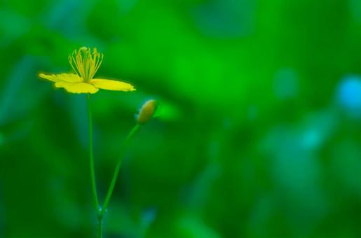 花模様ー季節の花 花模様ー季節の花の写真