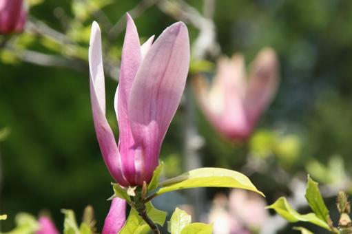 モクレン・シモクレン　クローズアップの写真