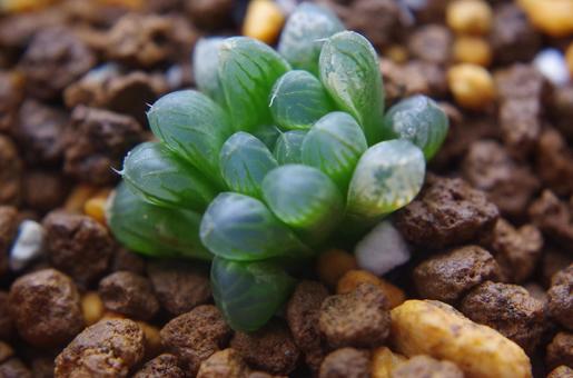 ハオルチアの写真