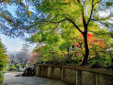 朝日が差し込む観音寺境内　千葉県柏市 朝日,差し込む,紅葉の写真素材