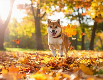 秋の柴犬 秋の柴犬の写真