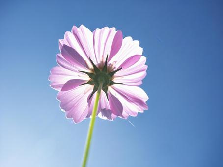 朝日に透けるコスモスの輝き 朝日に透けるコスモスの輝きの写真