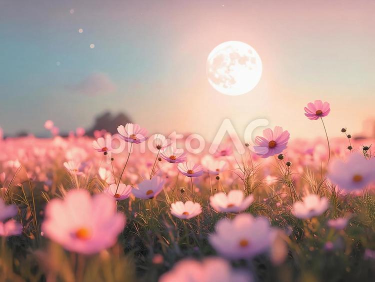 コスモスの花畑に上る月 満月,コスモス,花の写真素材