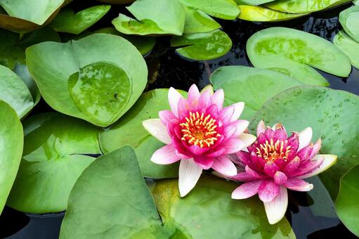緑の葉と水滴に囲まれた2輪の美しい睡蓮 睡蓮,スイレン,花の写真素材