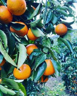 ブラッドオレンジ１ ブラッドオレンジ,柑橘類,果物の写真素材