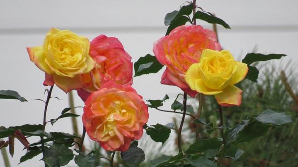 Rose, JPG
