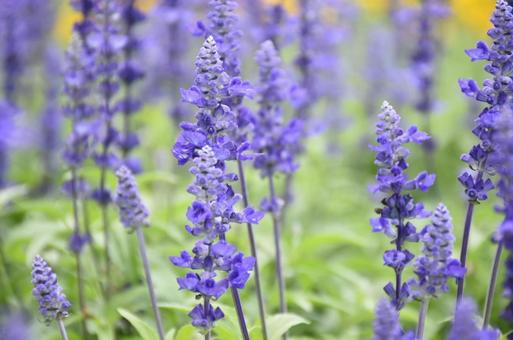 Blue Salvia②, JPG Blue Salvia②, JPG