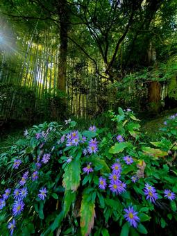 報国寺_秋の竹林⑤ 竹林,秋の竹林,緑の写真素材