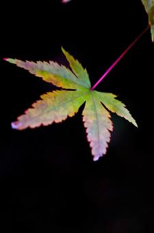 紅葉 紅葉の写真
