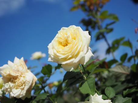 バラ園にて綺麗な薔薇を撮影しました バラ園にて綺麗な薔薇を撮影しましたの写真