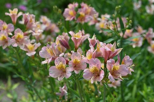 Photo, alstroemeria, inca lily, yurisuisen, 