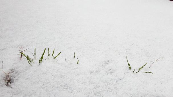 積もり始めた雪・1 積雪,冬,雪の写真素材