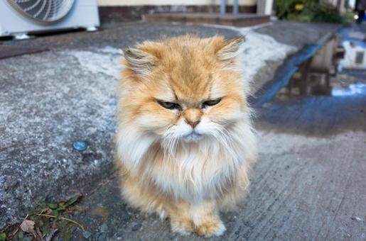 誇り高い猫 誇り高い猫 猫,ブリティッシュロングヘア,長毛猫の写真素材