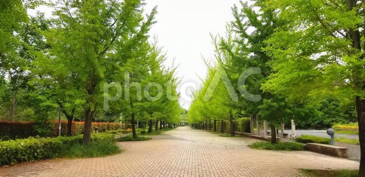 5月の並木道 並木,道,レンガの写真素材